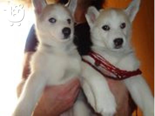 PoulaTo: χασκι σιβιριασ